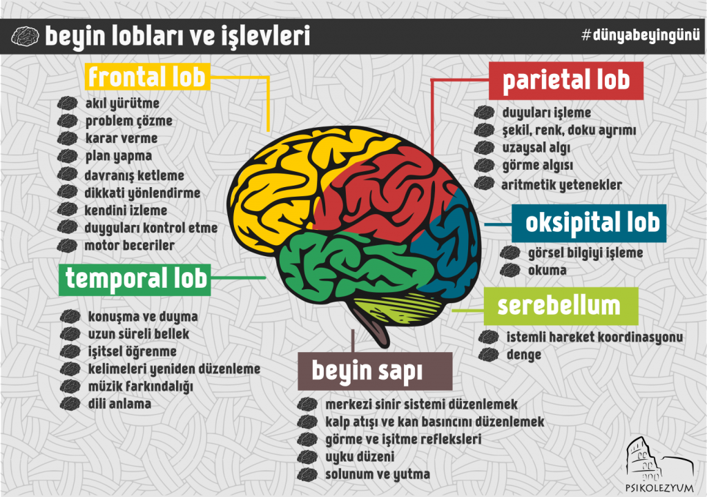 beyin ve görevleri psikoloji infografikleri